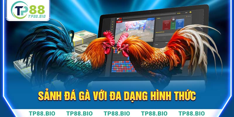 Đá gà với đa dạng hình thức taij TP88