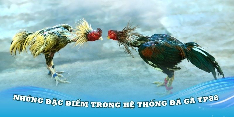 Những đặc điểm trong hệ thống đá gà TP88